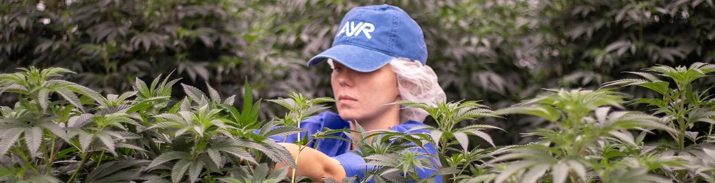 Ayr Wellness cultivator inspecting cannabis plants in the greenhouse